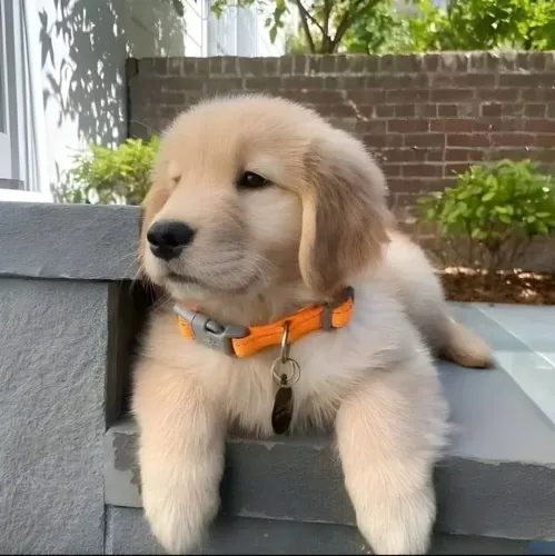 Golden Retriever - Patinhas Prontas Para Novas Histórias