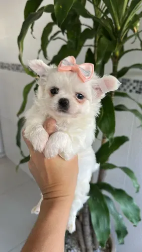 Chihuahua Pêlo Longo Fêmea - Uma Princesa Disponível.