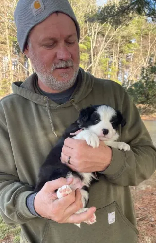 Filhotes de Border Collie | Carinho em quatro patas.