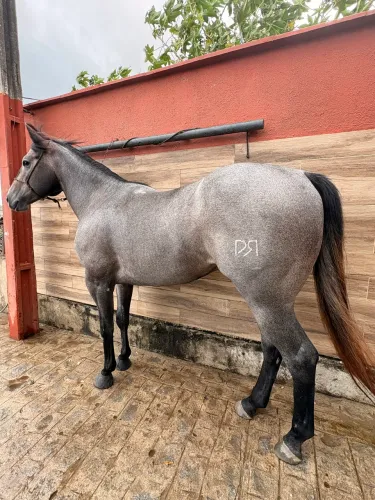 Cavalo Garanhão filho do Streak of Flyn do WS