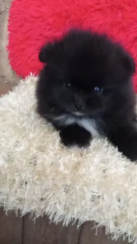 Lindo spitz alemão macho preto