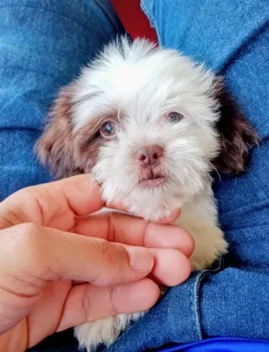 Cachorro 