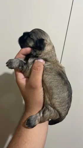 Filhote de Shih tzu