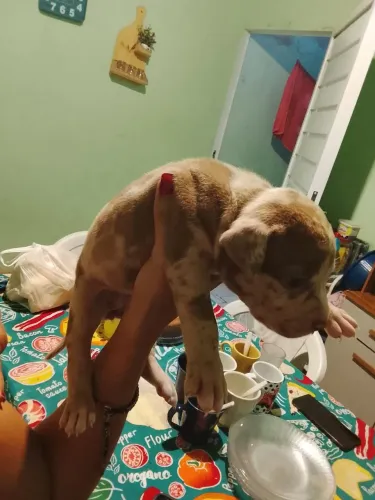 Pitmoster para venda