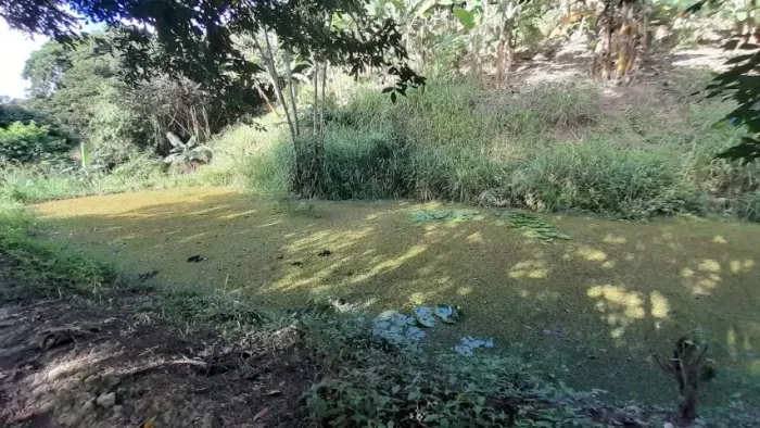 Sítio Sonho Meu: 3 hectares de fartura, água abundante e pomar dos sonhos