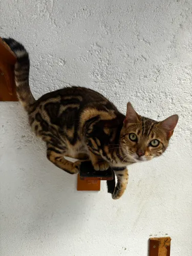 Filhote Gato Bengal Fêmea Pelagem Marbled Exótica