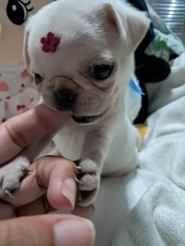 Pug branca 6 meses vendo ou troco