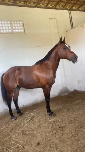 Cavalo quarto de Milha manso de esteira