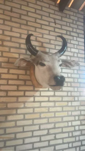 Vendo cabeça de boi decorativo 