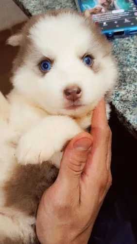 Husky siberiano 