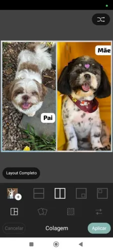 Filhote machos de shitzu