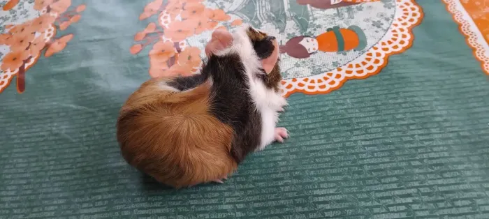 Filhotes de porquinho da índia procurando por um lar lindos filhotes de porquinho da por