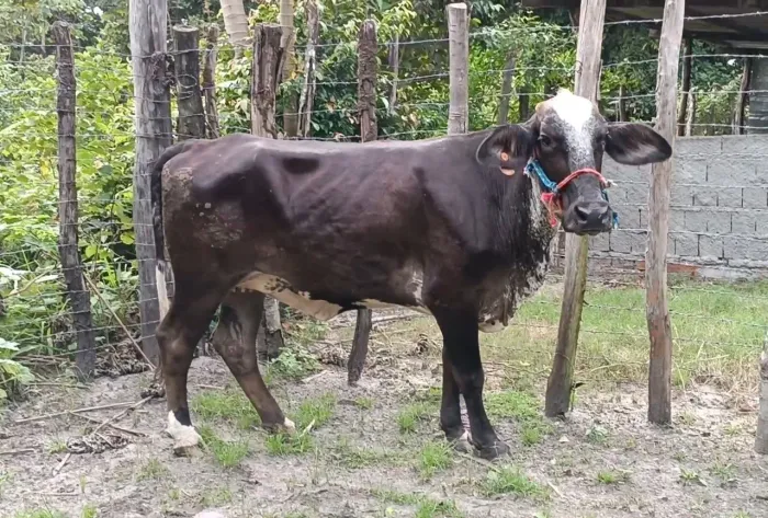 Novilha amojada