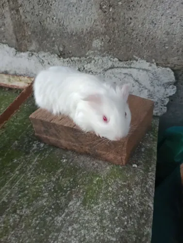 Porquinho da índia