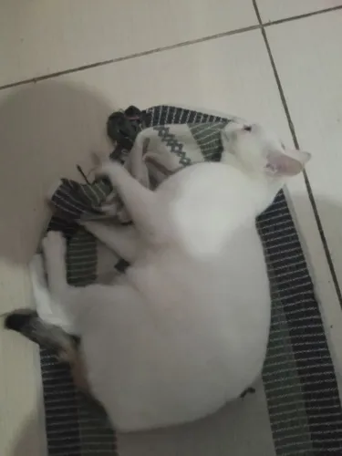Gato para adoção