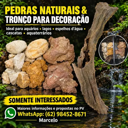 PEDRAS E TRONCO