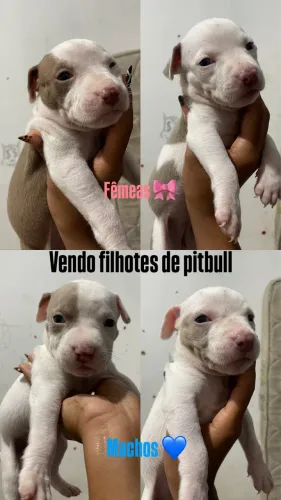 Filhote de pitbull