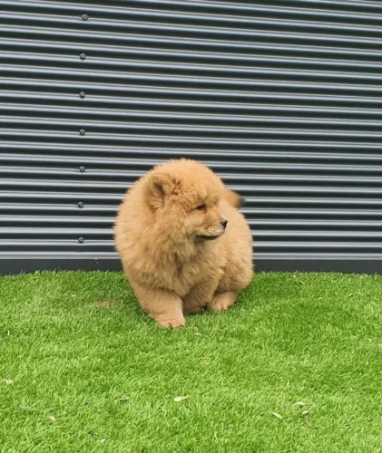 Chow Chow | Um Filhote Cheio de Charme Espera por Você