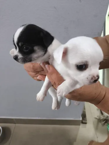 Filhotes de chihuhaua 