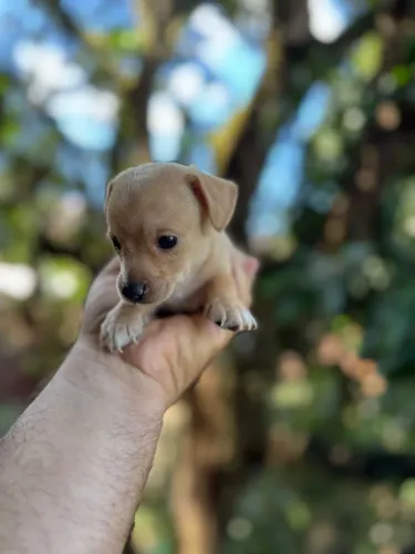 Miniatura de Pinscher com pedigree (venda)