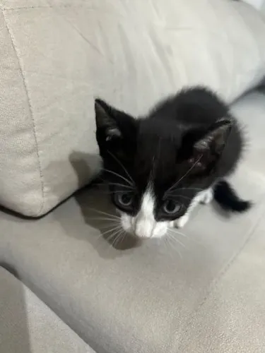 Gato macho filhote para doação responsável