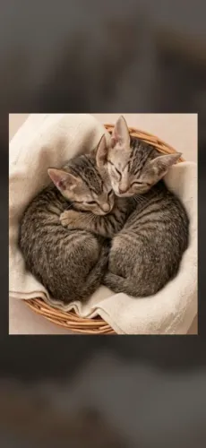 LEVO ATÉ VOCÊ! Gatinhas de 2 meses para adoção 