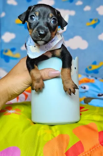 Filhotes de Pinscher/Pincher Mini Legítimos Macho e Fêmea Vacinados SP