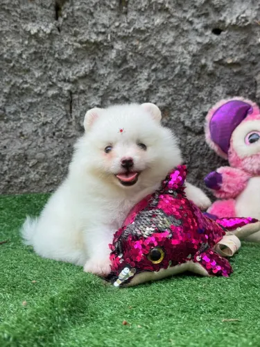 Lulu da Pomerania Anão Fêmea