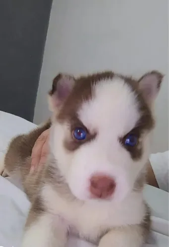 Husky Siberiano lindos filhotes prontos para nova família