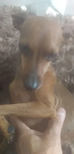 Tô vendendo um casalzinho de pinscher fica um casalzinho faz um desconto por 350 o