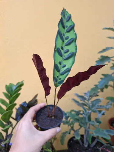 Planta