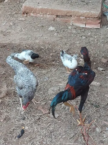 Galos ?