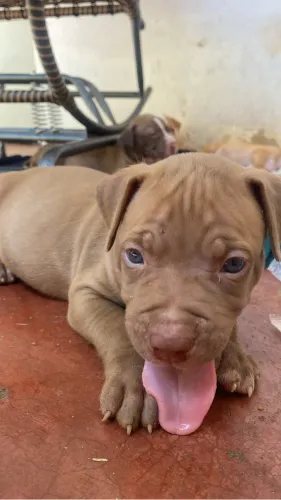 Cachorro filhote pitmonster