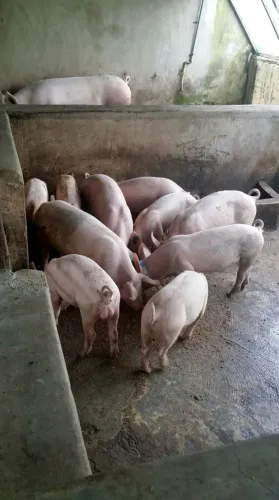 ? VENDO LEITÕES ? QUALQUER VALOR SIMBÓLICO