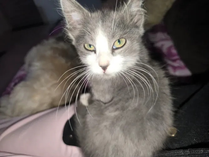 Últimos filhotes de Nebelung 