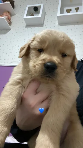 Golden Retriever