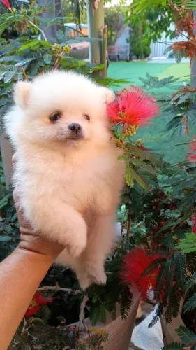 fêmea de Lulu da Pomerânia excelente linhagem, minúsculos