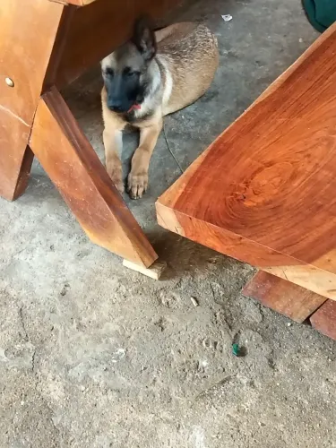 Cachorro pastor belga 