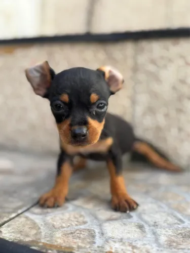 Pinscher fêmea