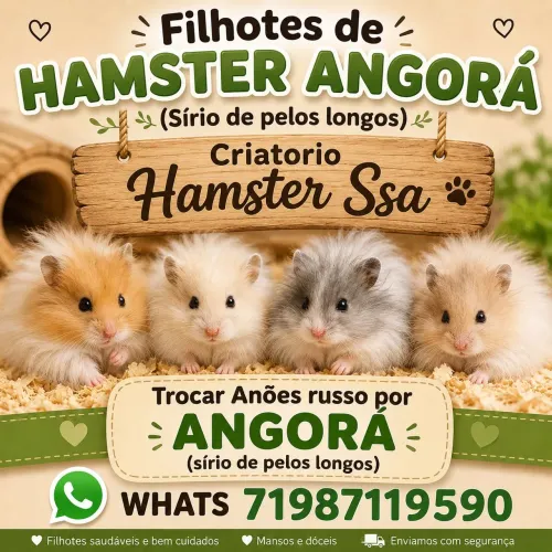 Hamster angorá (sírios de pelos longos)