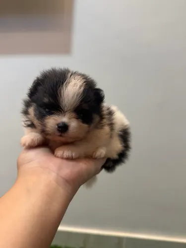 Lulu-da-pomerânia