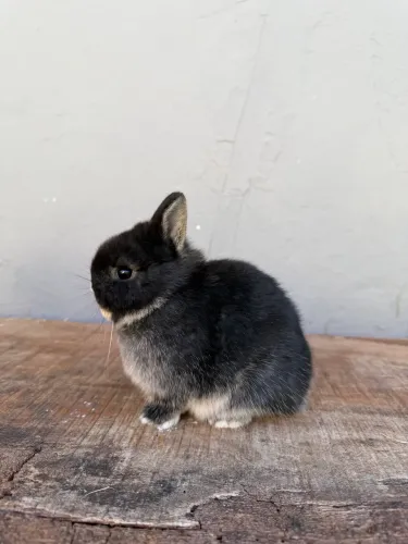 Coelho anão de netherland dwarf