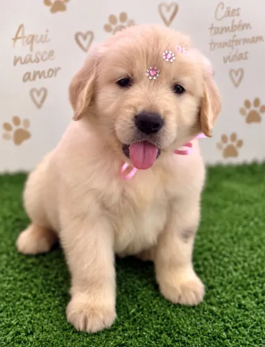 Goldem Retriever FÊMEA - Ótima Linhagem