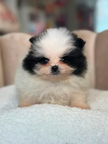 Doa-se Filhotes de Lulu da pomerania