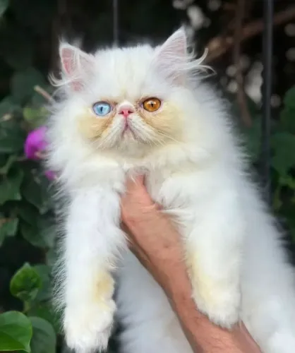 GATO PERSA FÊMEA FILHOTE 3 MESES
