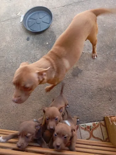 Cachorros mestiço de Pit Bull