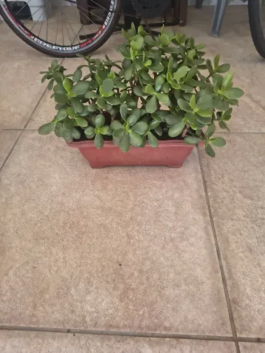 Planta jade 