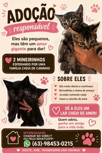 Gatos para Adoção Responsavel