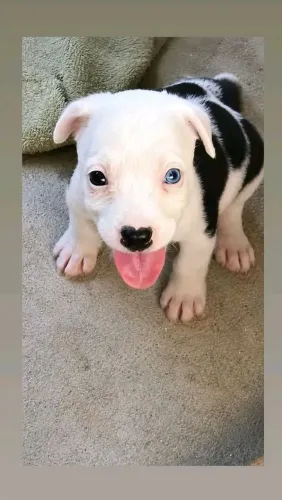 Vende-se filhotes de Pitbull American terrier 