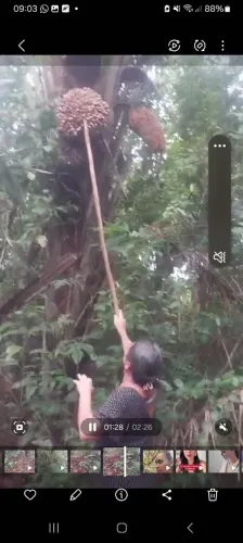 Vende-seum terreno no Ramal de jambu-açu a 3km da vila